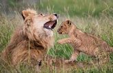 A lion cub plays with its father in long grass.