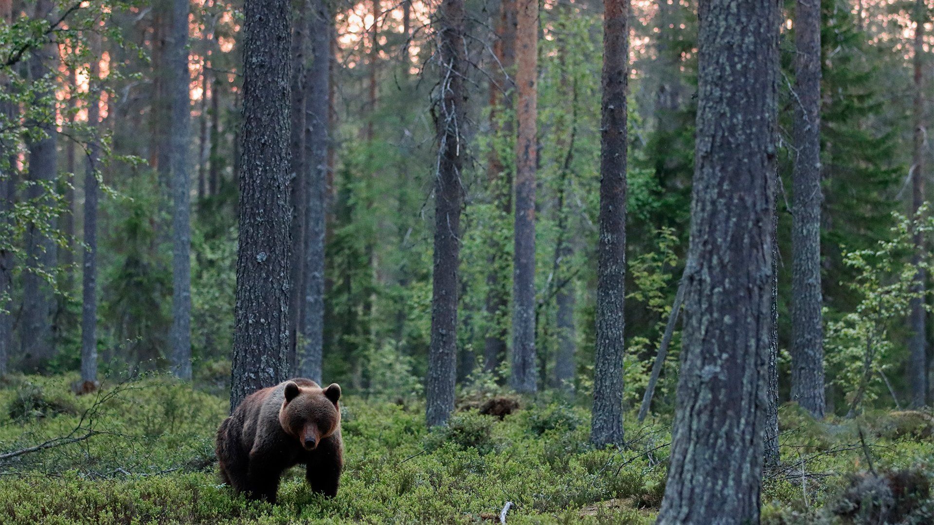 A brown bear in a wood, photographed with a Canon EOS 90D.