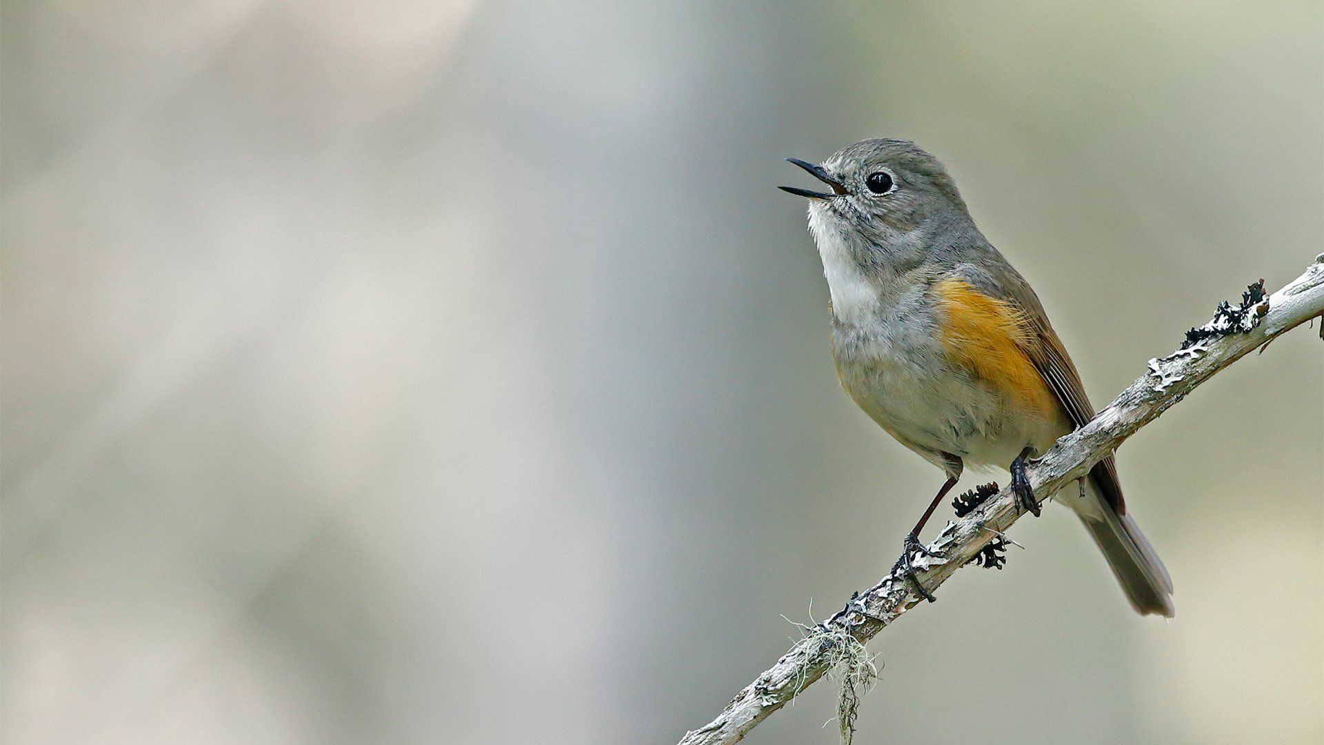 A small bird with red wings on a branch, photographed with a Canon EOS 90D.