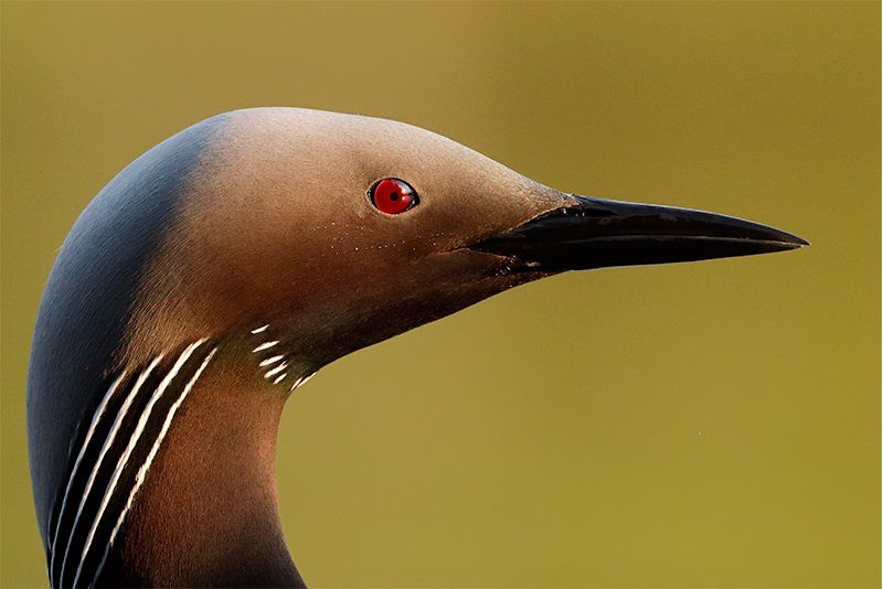 Close-up of a black-throated diver, photographed with a Canon EOS 90D.