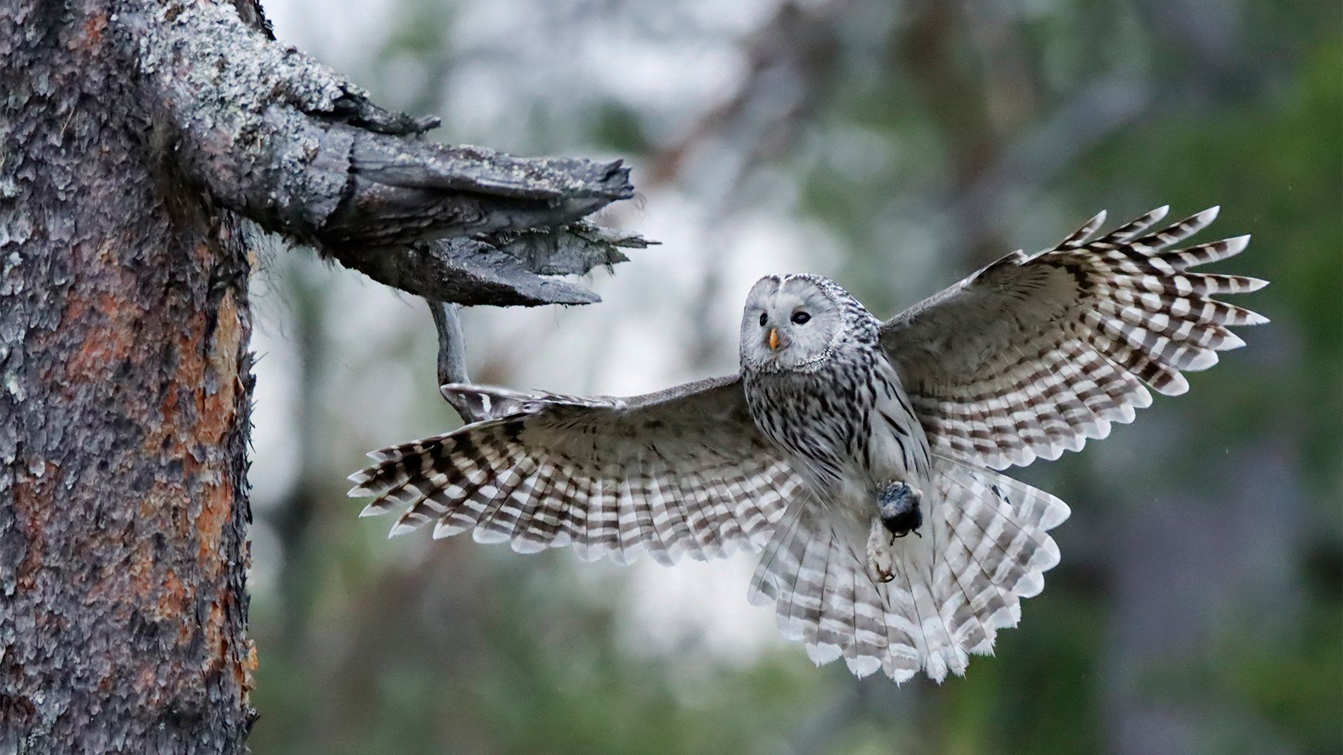 An owl about to land on a tree, photographed with a Canon EOS 90D.