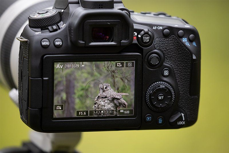 The back of a Canon EOS 90D, showing an owl on the screen.