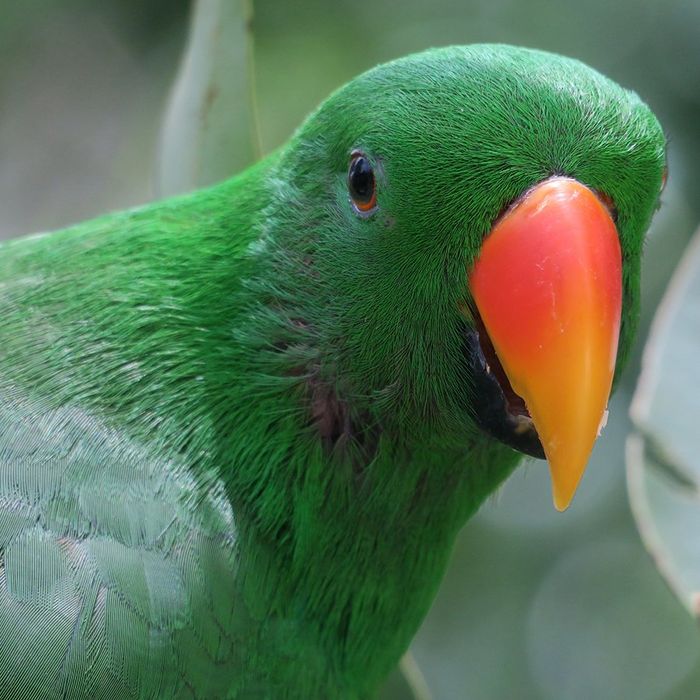 Close-up photo of a bright green parrot.