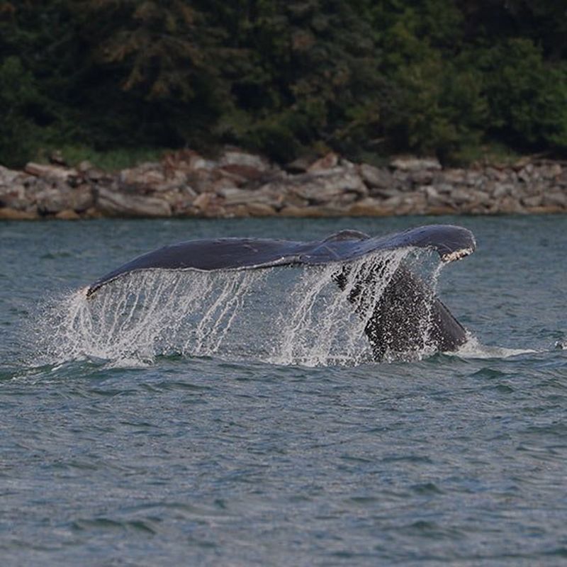 Whale tail ocean action