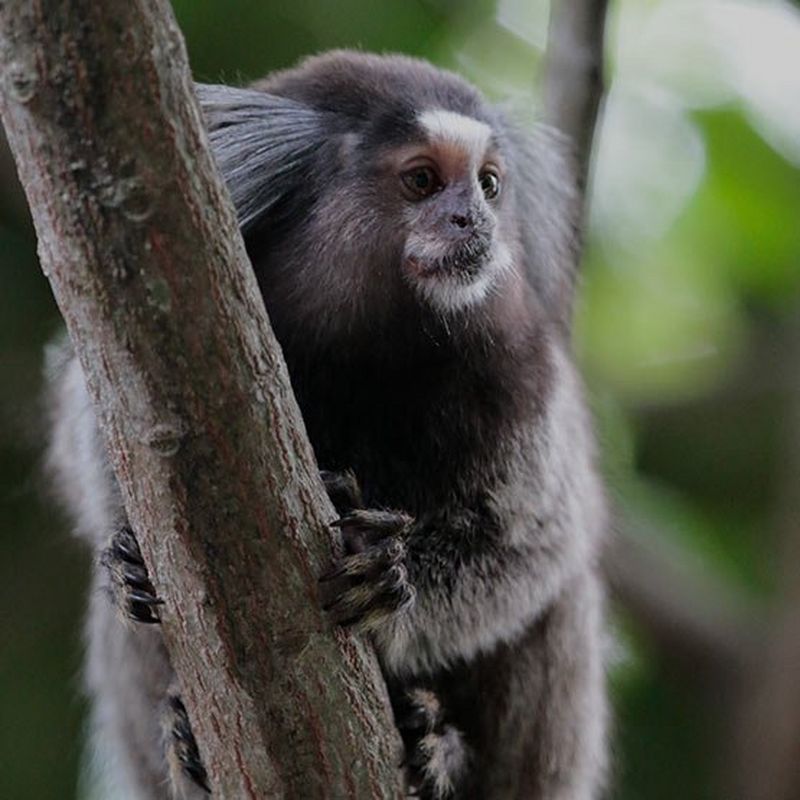 Monkey climbing candid