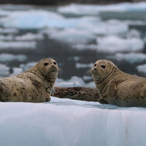Two seals iceberg
