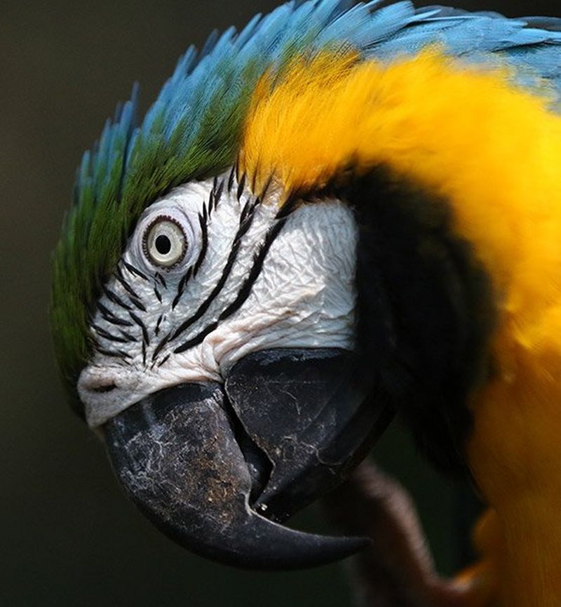 Colourful parrot close up
