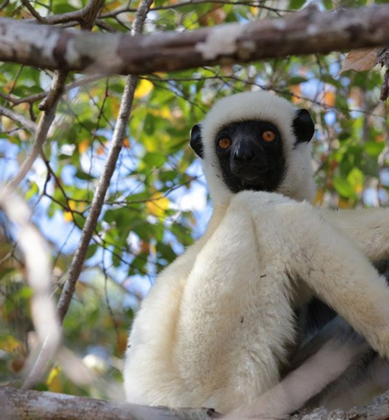 Wildlife monket close up
