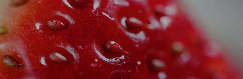 Zoom lens parrot Close Up