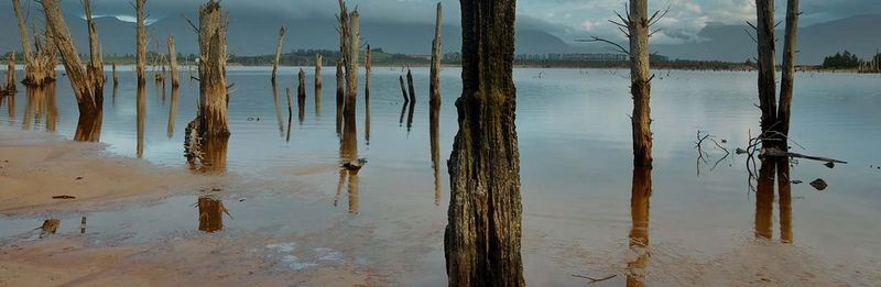 zebra zd420 driver windows 10