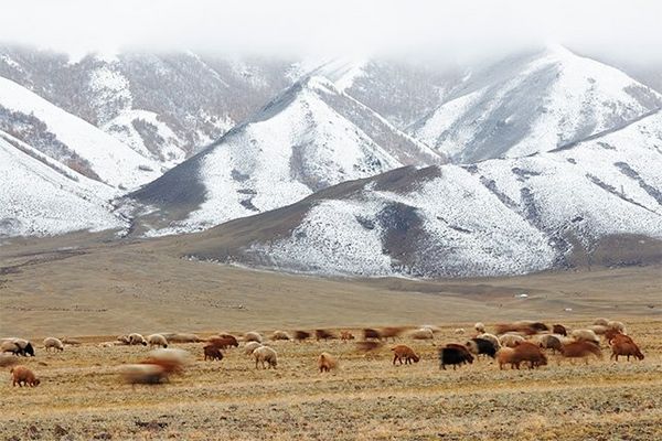 A herd of brown cattle graze on grass in front of a few low mountains sprinkled with snow.