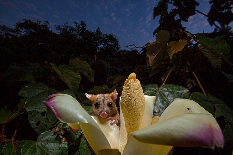 A woolly opossum sits on a flower photographed by Christian Ziegler on EOS 5D Mark II.