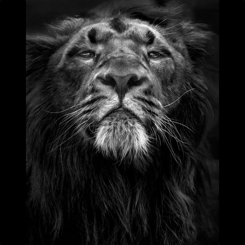 A proud-looking lion's head, photographed by Canon Ambassador Marina Cano on a Canon EOS-1D X Mark II.