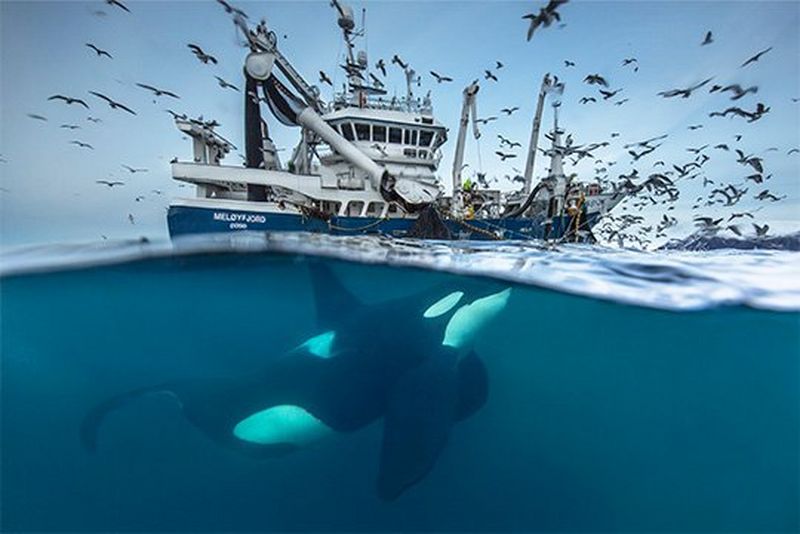 Audun Rikardsen Ocean And Wildlife Photographer Interview - Canon