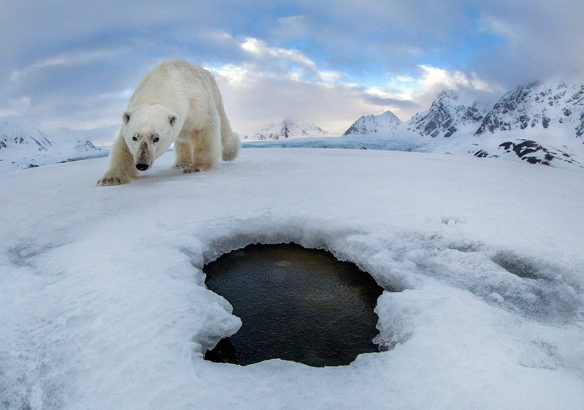 A polar bear lumbers towards a breathing hole in the ice in a frozen Arctic landscape.
