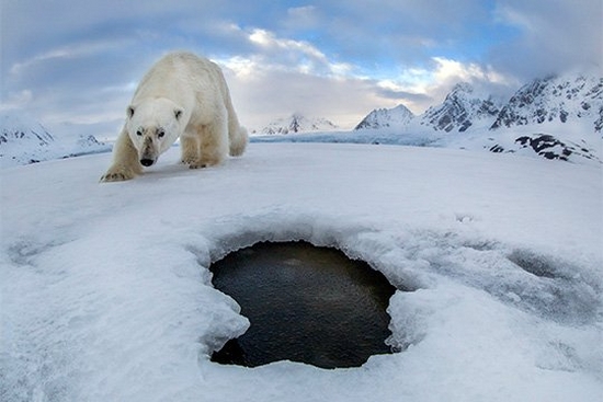 A polar bear lumbers towards a breathing hole in the ice in a frozen Arctic landscape.