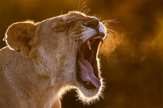 A lioness yawning, jaws open wide. Photographed by Jonathan and Angela Scott on a Canon EOS-1D X Mark II.