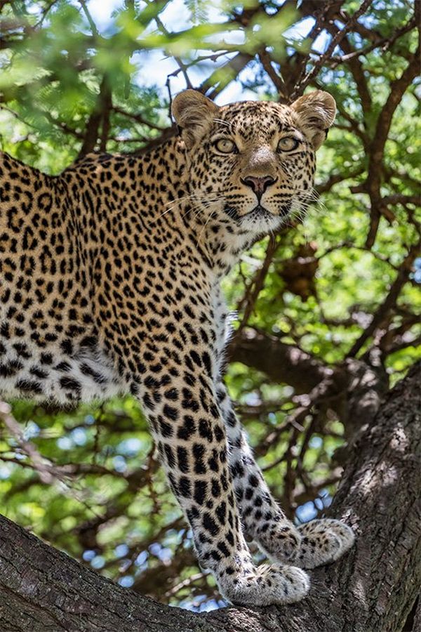 A low-angle shot shows a leopards head and front paws as it perches high up in a tree, blending in slightly with the dappled light from the treetop.