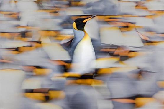 One king penguin stands tall and sharp amid a blurred colony of other penguins. The penguin has a white chest, grey neck and sides, golden cheeks, beak and front of the neck, and a black face.