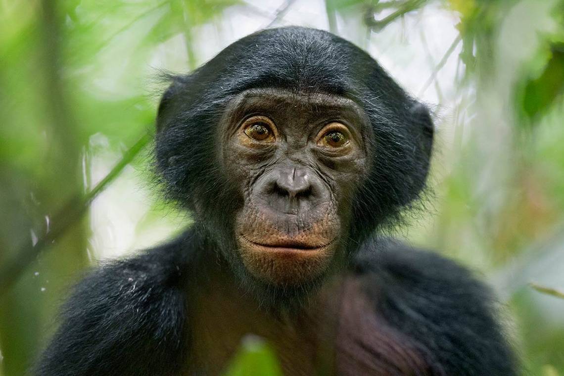A portrait of a wild four-month-old bonobo in the Democratic Republic of the Congo.