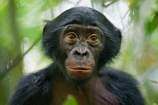 A portrait of a wild four-month-old bonobo in the Democratic Republic of the Congo.