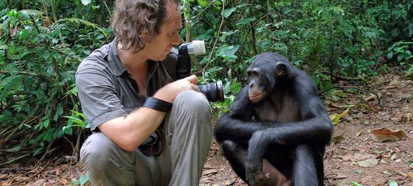 The Story Behind Christian Zieglers Portrait Of A Rare Wild Bonobo