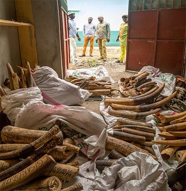 200 elephant tusks in a store room, photographed by Dani?l Nelson on a Canon EOS 6D.