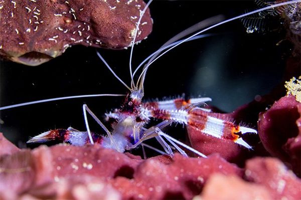 A colourful banded cleaner shrimp is shown close-up, in among pink coral.