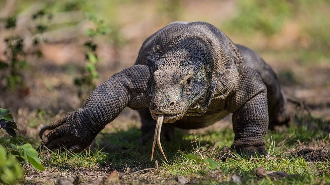 A Komodo dragon is shown walking towards the camera, across a patch of grass and plants, with its tongue out.