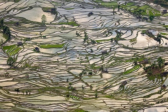 An aerial shot of a rice terrace. The vertical terrain is vast, lush green and filled with pools of water. It looks like a fractured mirror.