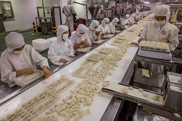 A production line at a factory where hundreds of dumplings are being packed by workers wearing white protective clothing.