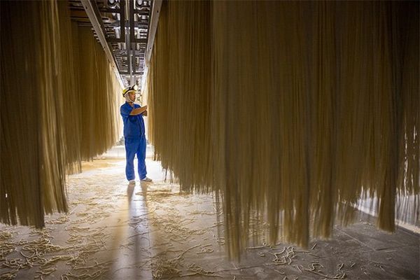 Noodles are strung up to dry at a factory. Long, yellow noodles dangle from the ceiling, taller than a worker in blue overalls who inspects them.