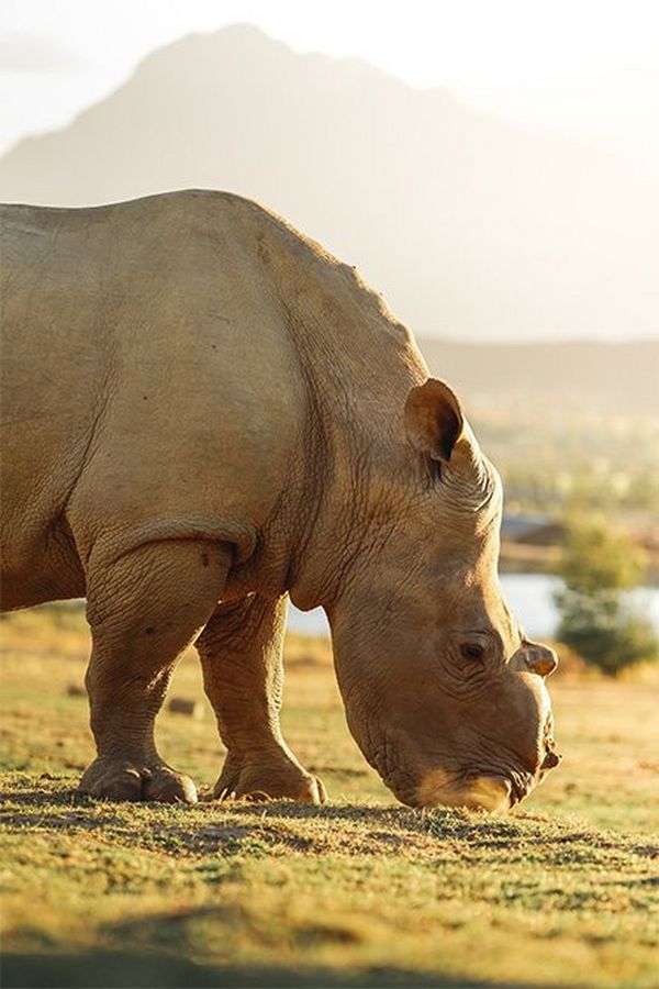 A rhino with its horn missing.