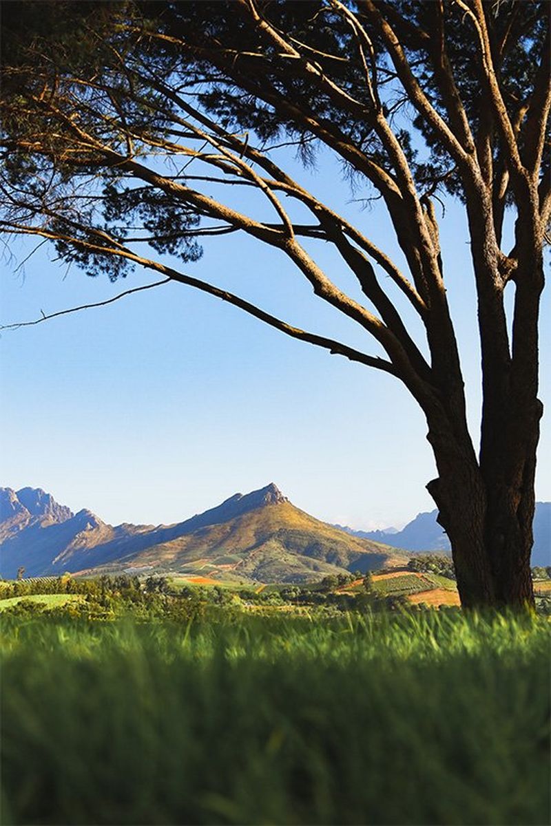 A tree is in the foreground, a mountain behind.