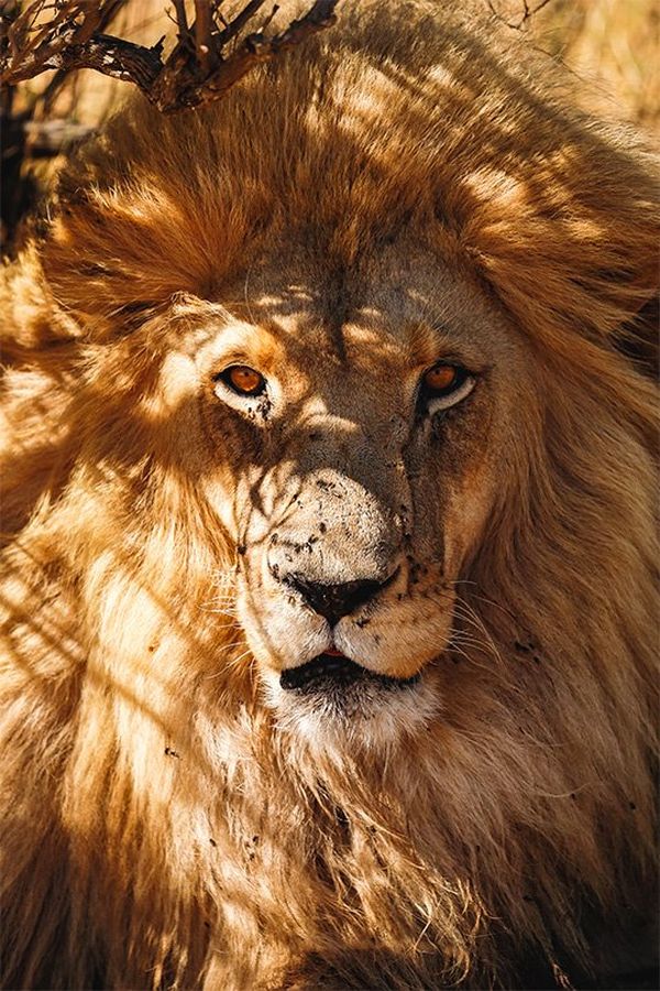 An African lion portrait.