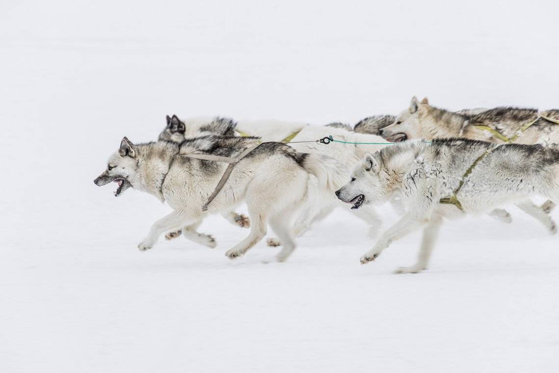 A pack of grey and white thick-furred Greenland dogs run in unison, harnesses strapped to them to pull a sleigh that is off-camera.