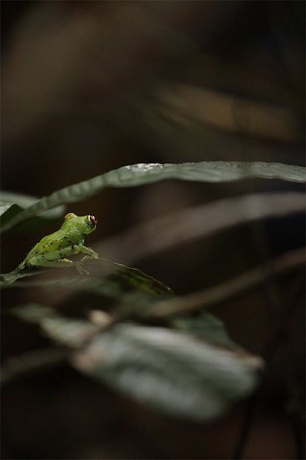 A bright green tree frog.