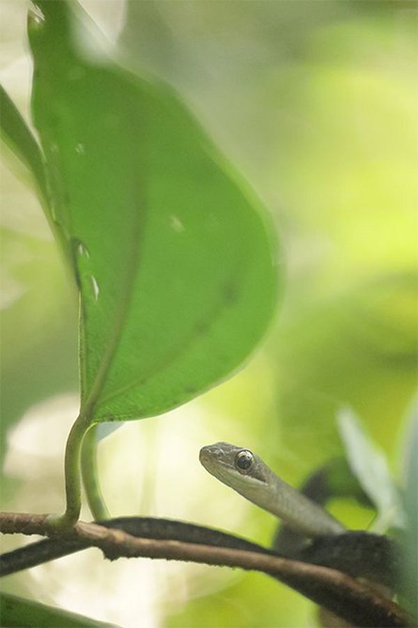 A small green snake.