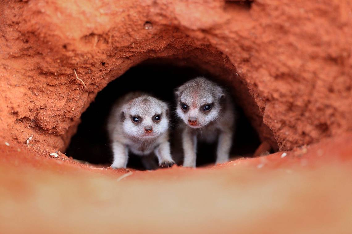 Two baby meerkats peering out of their burrow, taken by Marina Cano on a Canon EOS-1D X Mark III.