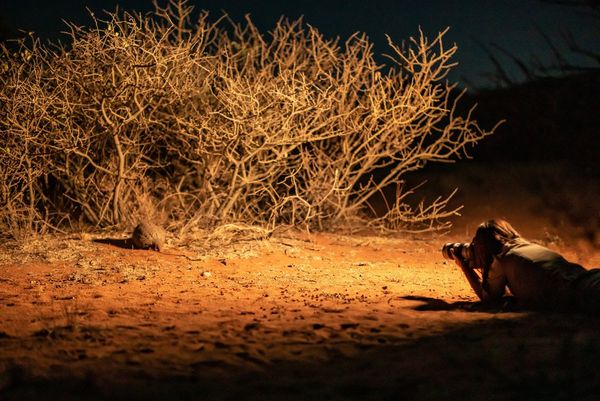 Marina Cano lying on the desert floor photographing a rare pangolin by the undergrowth.