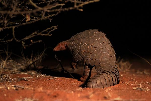 A close-up of a pangolin, taken on the Canon EOS-1D X Mark III. 