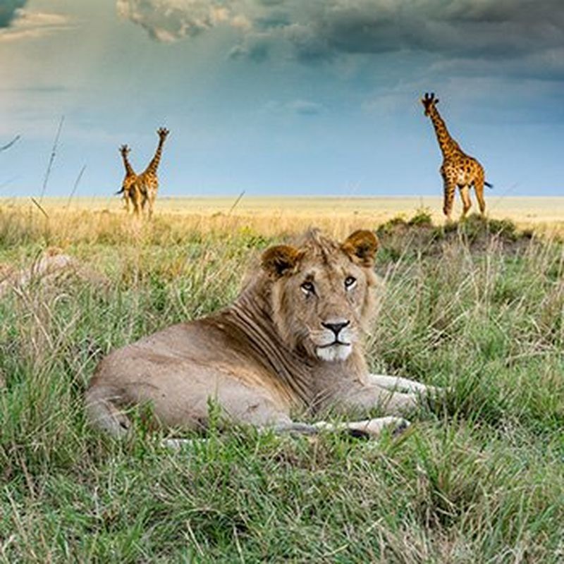 Un maestoso leone e due eleganti giraffe nel loro habitat naturale della savana, immortalati con precisione e cura dei dettagli con una fotocamera professionale Canon.