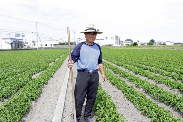 A worker standing in a field of Indigo plants.