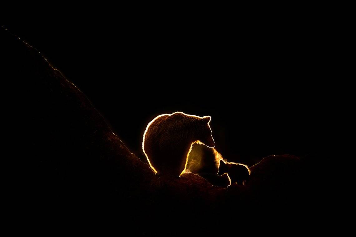 A mother bear with her cub in silhouette. Photo by Marina Cano on a Canon EOS-1D X Mark II.