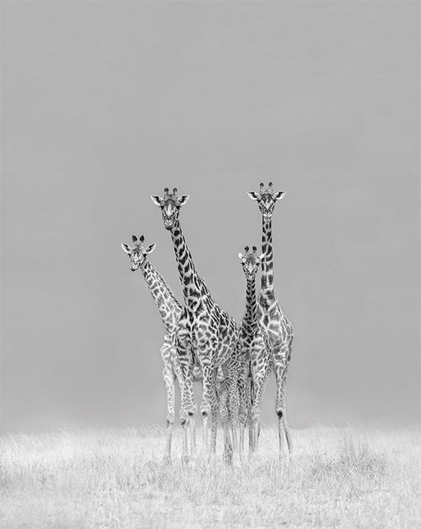 Four giraffes in back and white. Photo by Marina Cano on a Canon EOS-1D X Mark II.