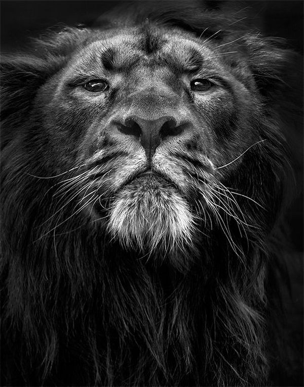 A lion in profile. Photo by Marina Cano on a Canon EOS-1D X Mark II.