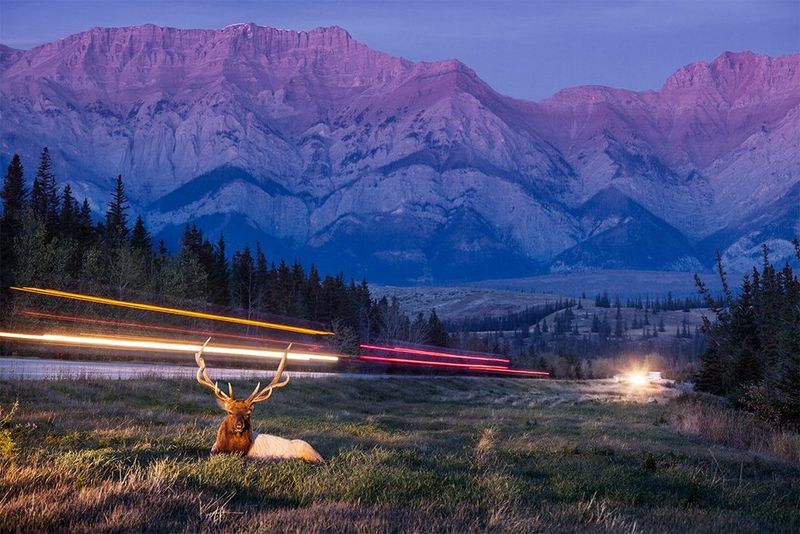 A deer sits in a field in front of mountains, with traffic lights blurring past. Photo by Vladimir Medvedev on a Canon EOS 5D Mark II.