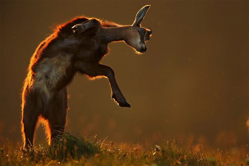 A young deer leaps playfully. Photo by Radomir Jakubowski.