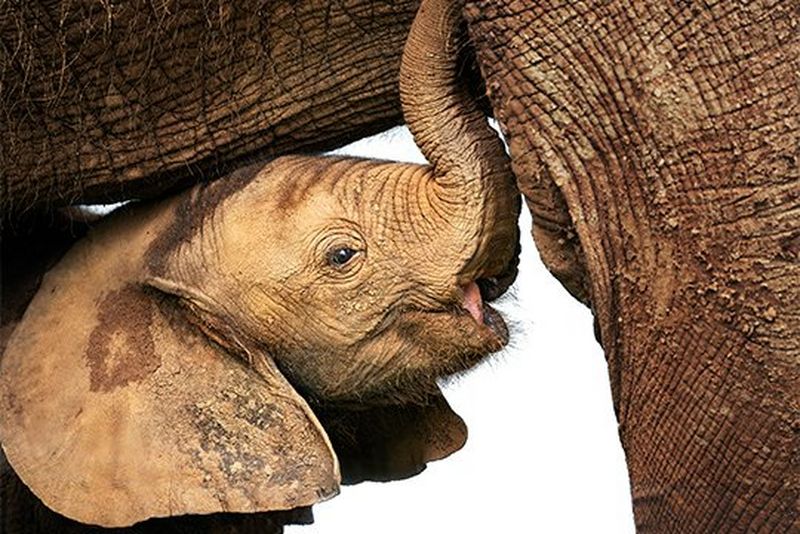 A close-up of a newborn elephant. Photo by Marina Cano.