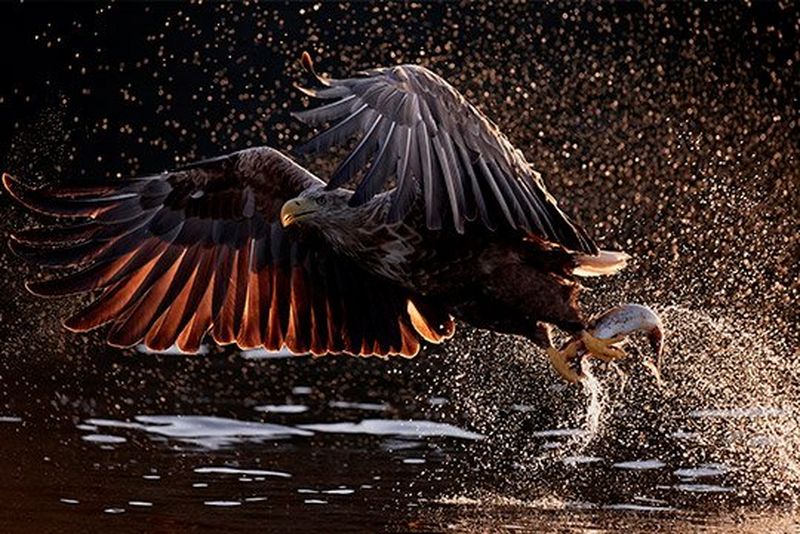 A white-tailed eagle snatches a fish from the water. Droplets of water glisten in the sun behind the bird and its prey.